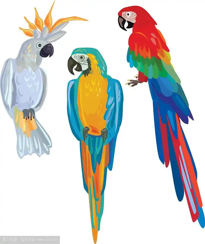 卡通鹦鹉