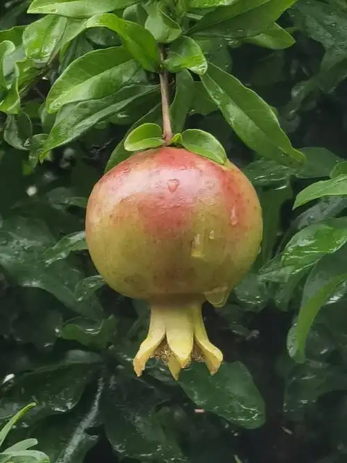 美图分享:带着雨露的石榴!