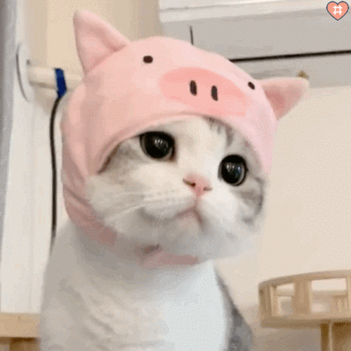 540_540gif 动态图 动图