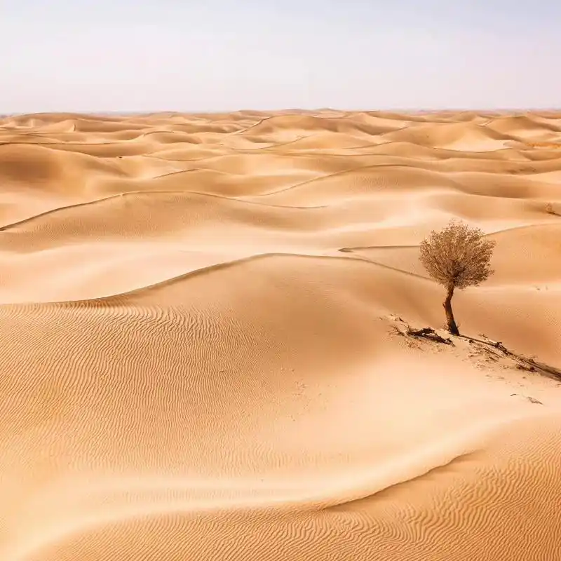 沙漠中的树.图片作者依次为:陈国亨,dominik,ante - 抖音