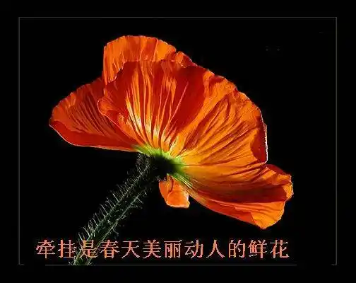 牵挂是思念一个人