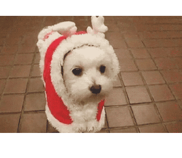 萌宠狗狗像长颈鹿吗可爱gif动图_动态图_表情包下载_soogif