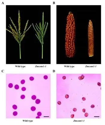 能维持染色体的稳定性并且可以通过同源重组来创造生物的遗传多样性