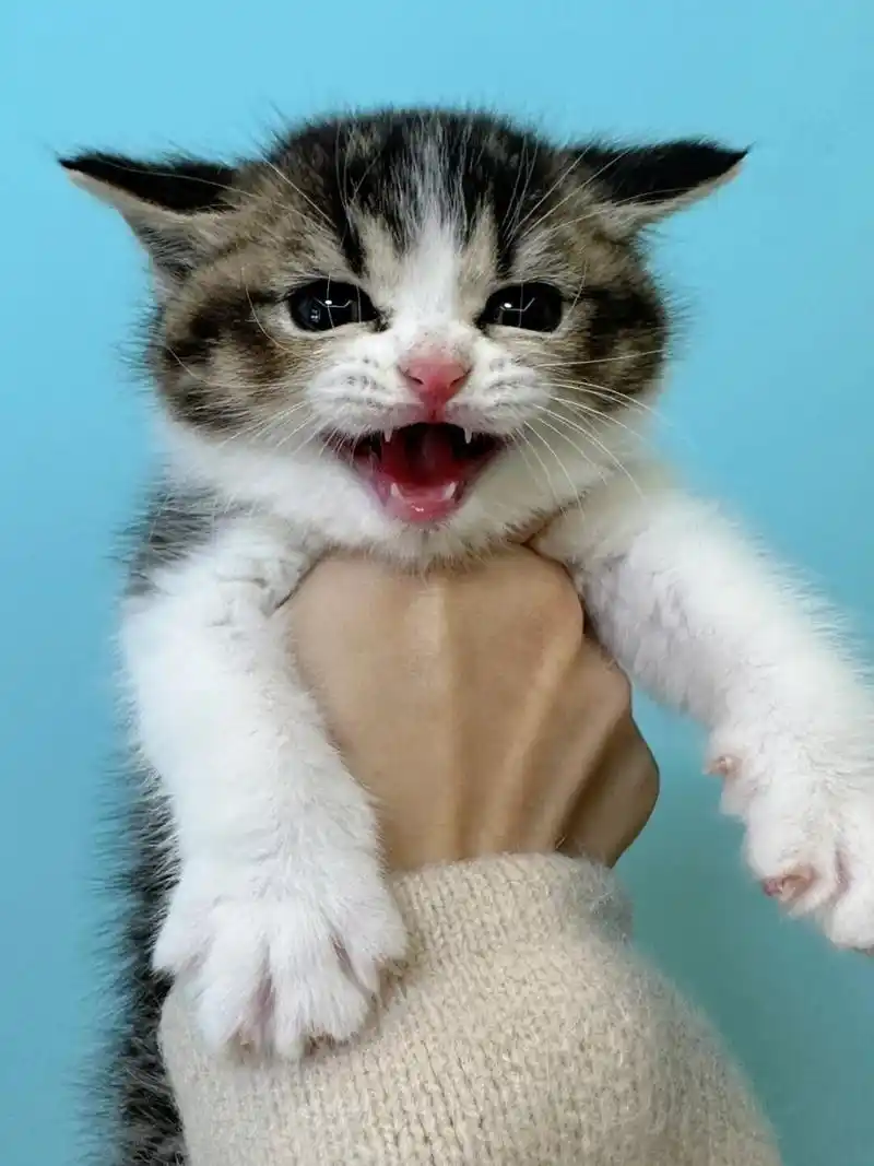 移动的表情包  喵星人撒娇卖萌来袭!