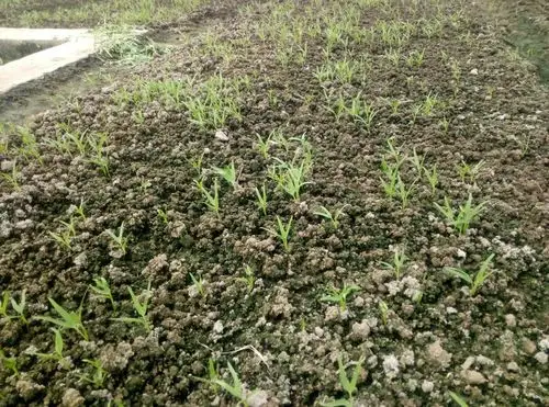 刚出苗不久的空心菜