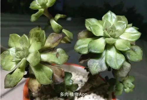 对多肉植物来说,得烟煤病会使其观赏性下降,长势变弱,叶片消耗速度