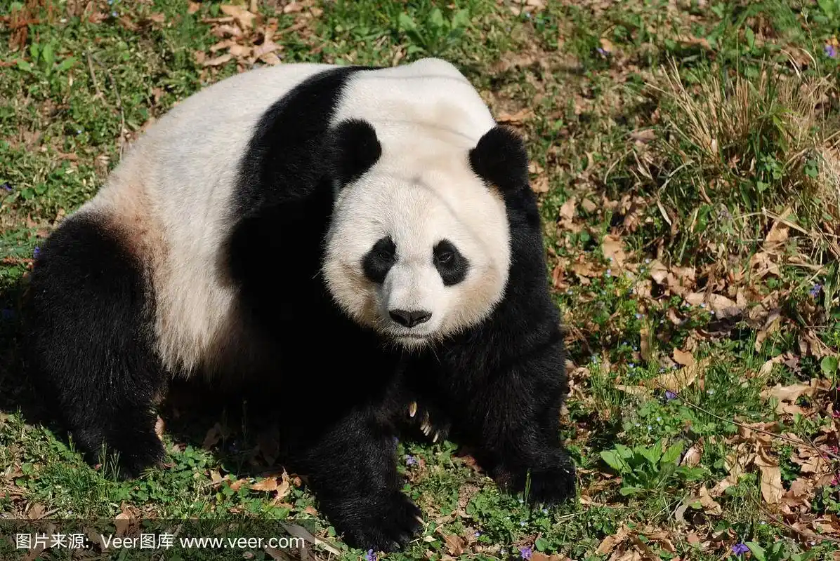 黑白熊猫