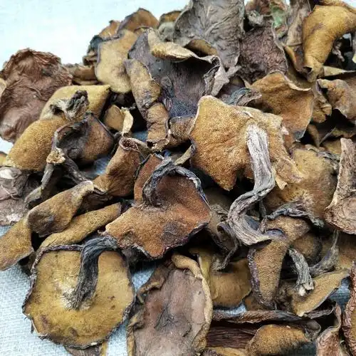 东北特产野生松蘑菇干货500g粘团子松蛾粘蛾子松蘑野生松菇
