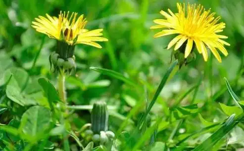 蒲公英的功效与作用及食用方法(茯苓蒲公英的功效与作用及食用方法)