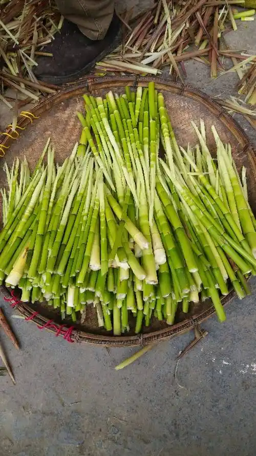 生竹笋 鲜笋