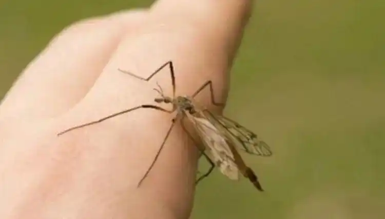 蚊子不吸血会饿死吗