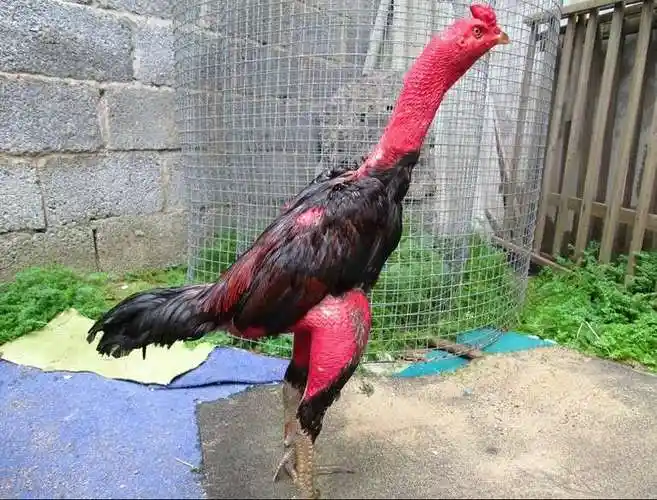 斗鸡品种斗鸡苗斗鸡蛋出售