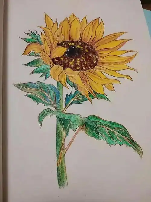 一起画画第一期61画向日葵打卡作品集