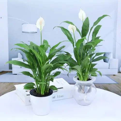 水培白掌盆栽一帆风顺绿萝室内植物办公室水养净化空气花卉