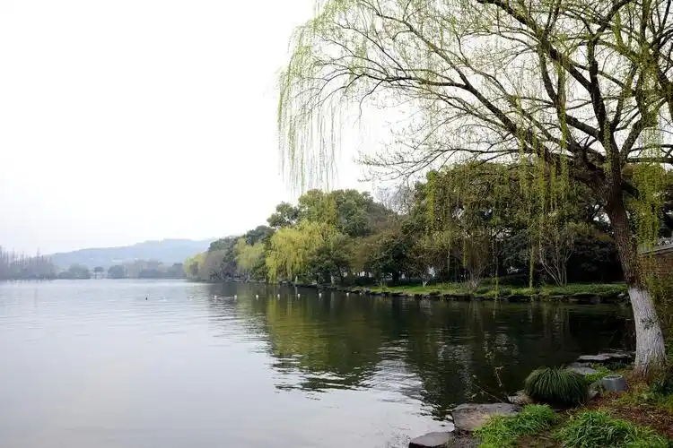 【图片5】烟雨蒙蒙,苏堤春晓--蜂鸟论坛照片套图