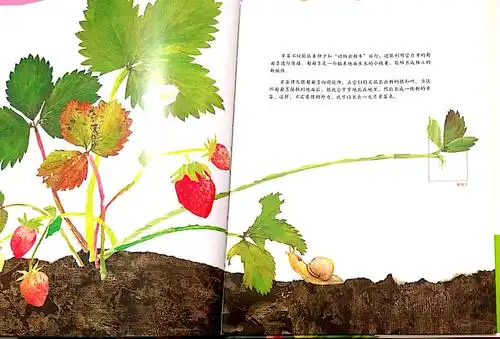 总有办法抵达诗和远方——《一粒种子的旅行》绘本教学