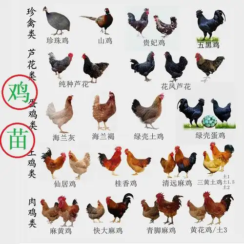 土鸡苗,绿壳蛋鸡苗,珍珠鸡苗,贵妃鸡苗,五黑鸡苗,山鸡苗,芦花活体_不