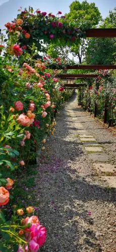 玫瑰园里的青年,节日快乐