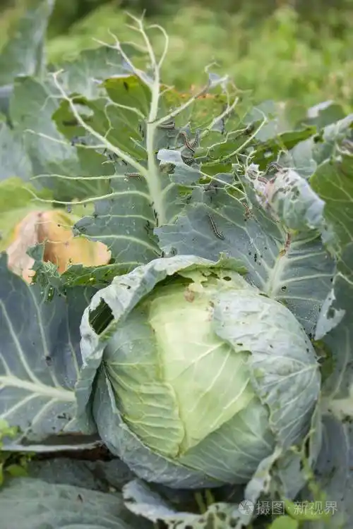 整体上卷心菜叶削减在花园里的很多绿色的虫子