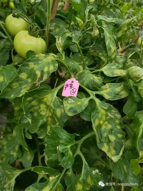 番茄叶霉病与灰霉病的辩识与特征