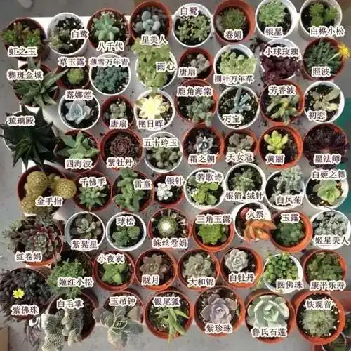 多肉植物种类(多肉植物图片大全)