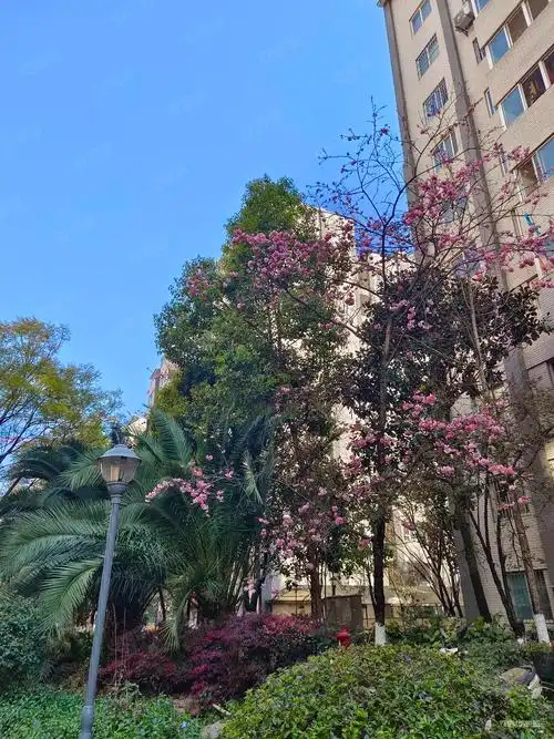 铁合金怡芳苑小区(二期)3室2厅1卫81㎡南北82万