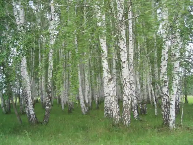 p>白桦(学名: i>betula platyphylla /i> suk.