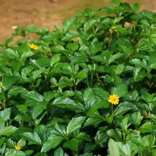 龙舌草,龙舌草怎么配剂,龙舌草怎么吃-中药药材查询-39药品通