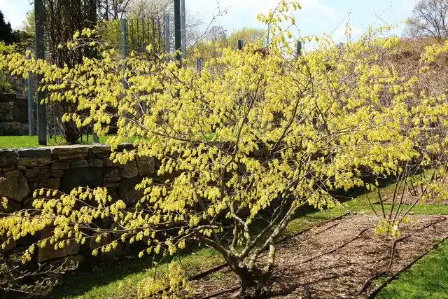 蜡瓣花(corylopsis  wbr>sinensis)——开花灌木2