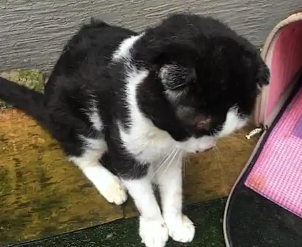 发病的折耳猫,被主人连猫带包丢在雨中,它强忍疼痛向陌生人示好