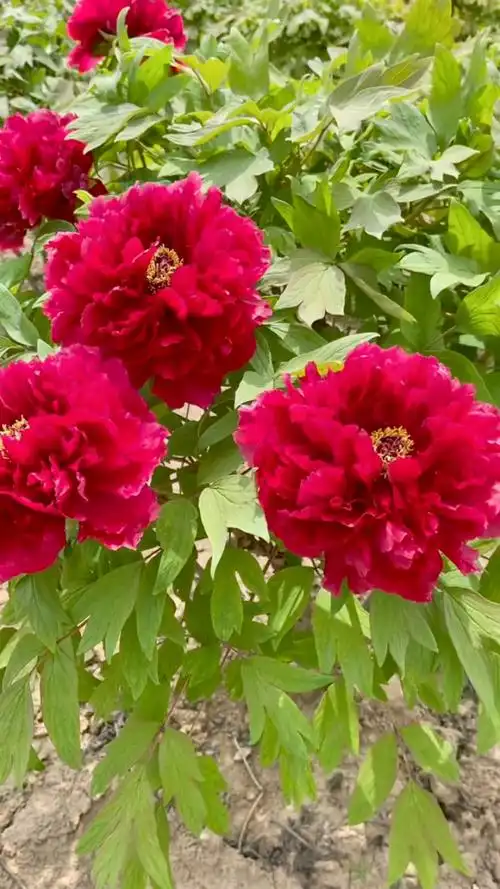 红牡丹惊艳到你吗