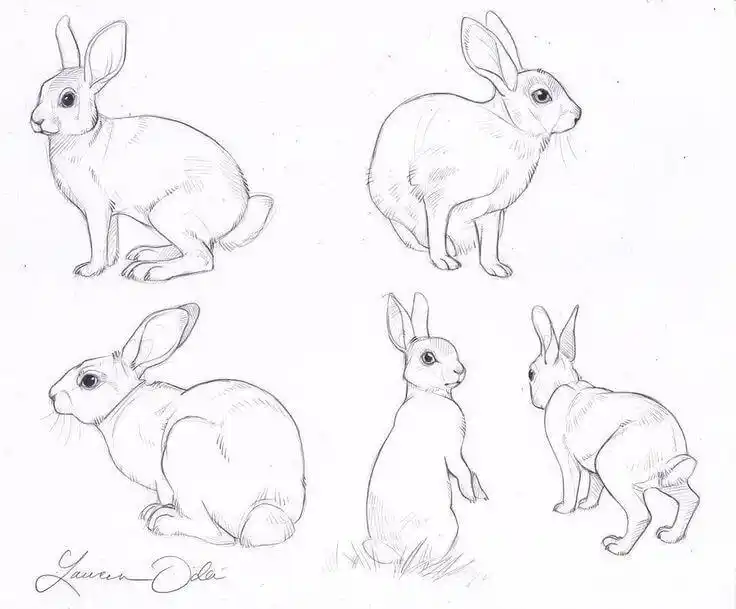 素描兔子的图片(131张)