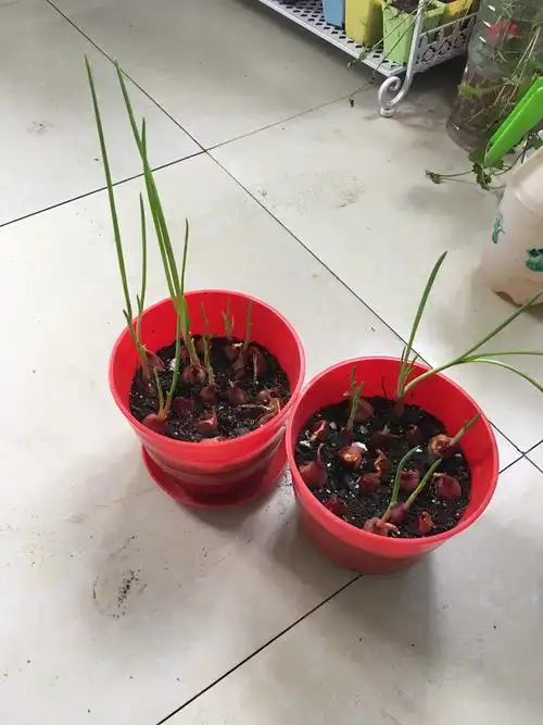 香葱头种子葱根种子葱苗红火葱种子 蔬菜种子四季小葱种子