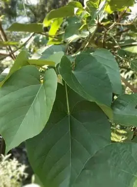 贵州新鲜桐子叶粑粑叶现摘纯天然