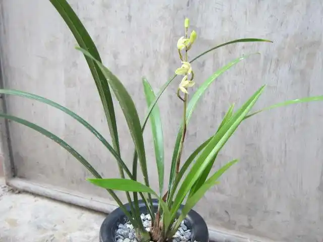 中华水仙-蕙兰篇-中国兰花交易网社区