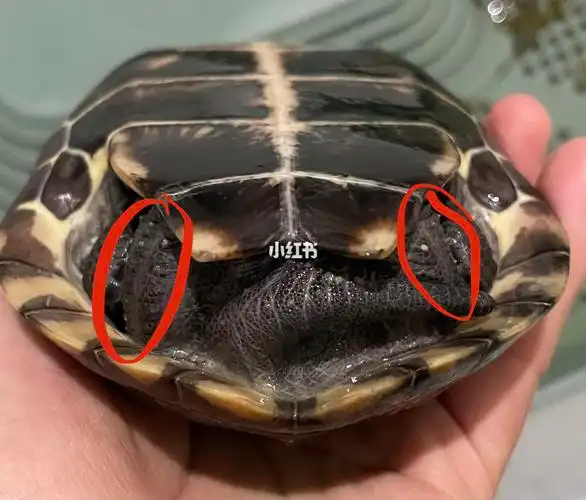 乌龟皮肤白点白疙瘩是什么