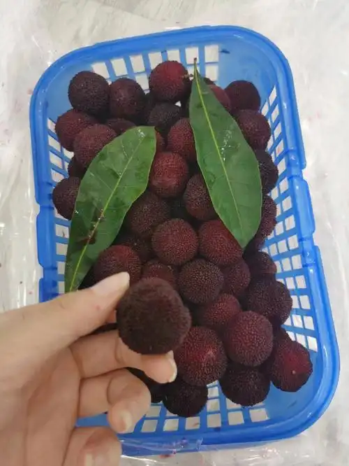 荸荠小杨梅150一箱江浙沪包邮喔