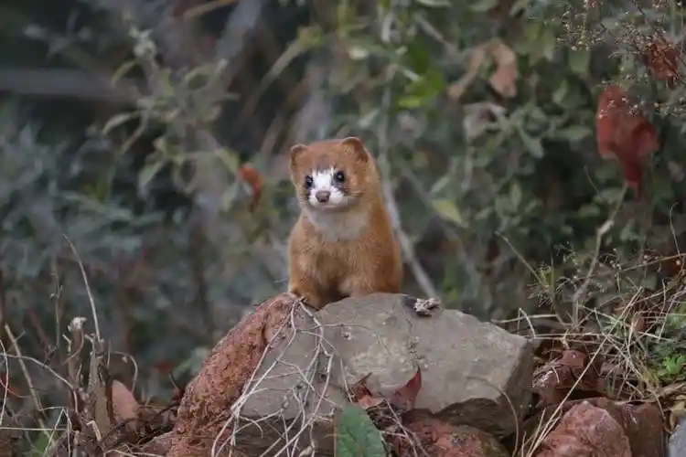 siberian weasel