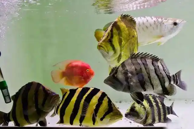 浅谈虎鱼混养