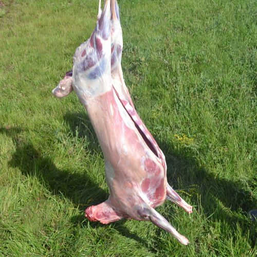 内蒙古全羊整只羊肉25斤羊肉新鲜羊排羊腿白条羊现杀整只羊烤全羊