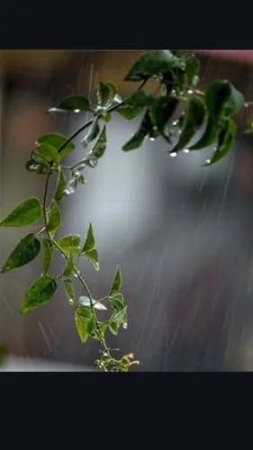 秋雨敲打谁的窗