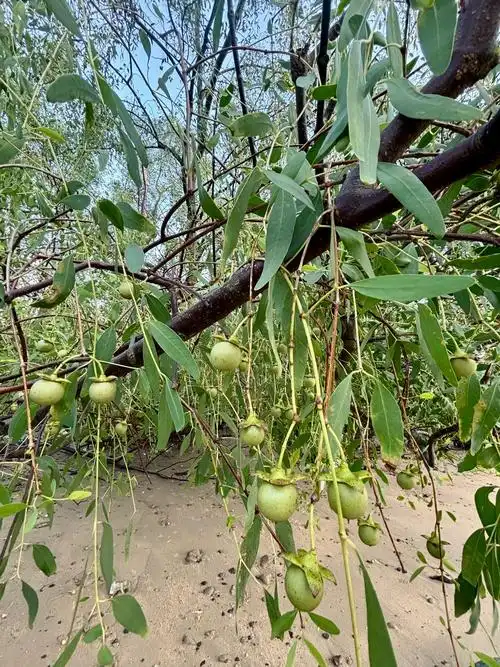 住在海边的宝子看过来!想问一下这些长在海边的树结的是什么果实?