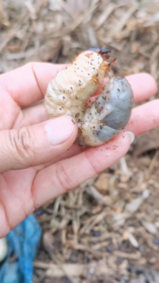 屎壳郎的幼虫_屎壳郎的幼虫叫什么_屎壳郎的幼虫可以食用吗? - 抖音