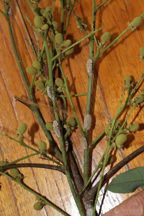 第一次在龙眼上看见这种虫,求鉴定.