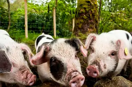 三只小猪嘟嘟图片