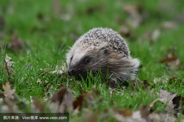 刺猬,野外动物,尖的,爪,猪