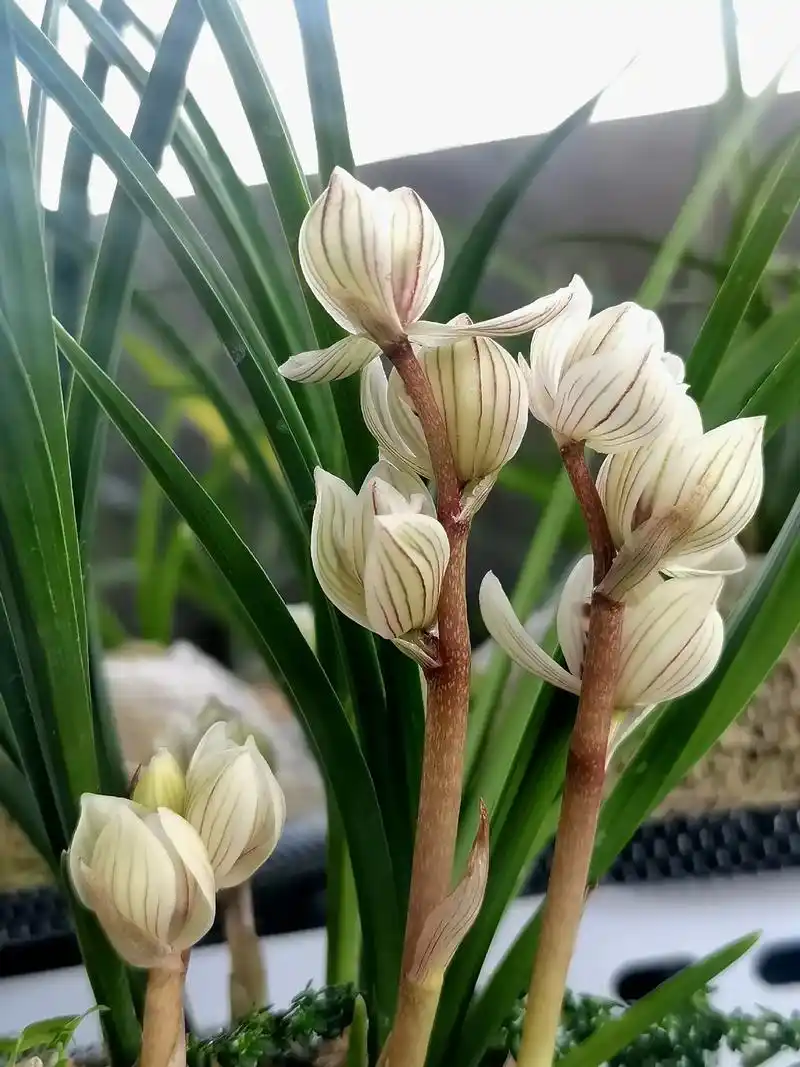 《兰君荷鼎》莲瓣兰,兰君荷鼎,出自云南省保山市施甸县七零七小 - 抖