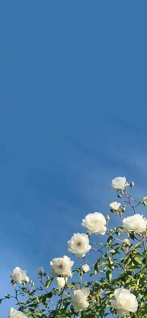 蓝天背景   聚焦植物 (蓝系夏日)用来当聊天背景狠好看!求求uu!