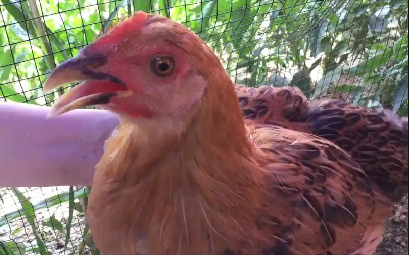 又一只发出奇怪叫声的鸡