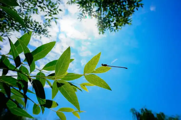 通透的阳光,就是夏天的早晨  brilliant sunshine means summer